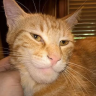GigaCat